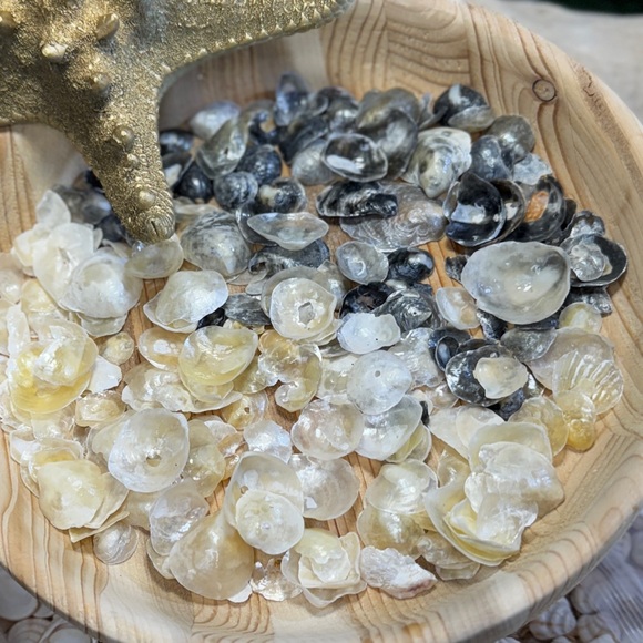 BULK REAL HAND PICKED FLORIDA JINGLE SHELLS SEASHELLS DIY CRAFTING CRAFTS LOT - Picture 7 of 13
